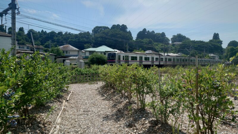 電車が見える線路わきにあるブルーベリー農園「あーみんの森」