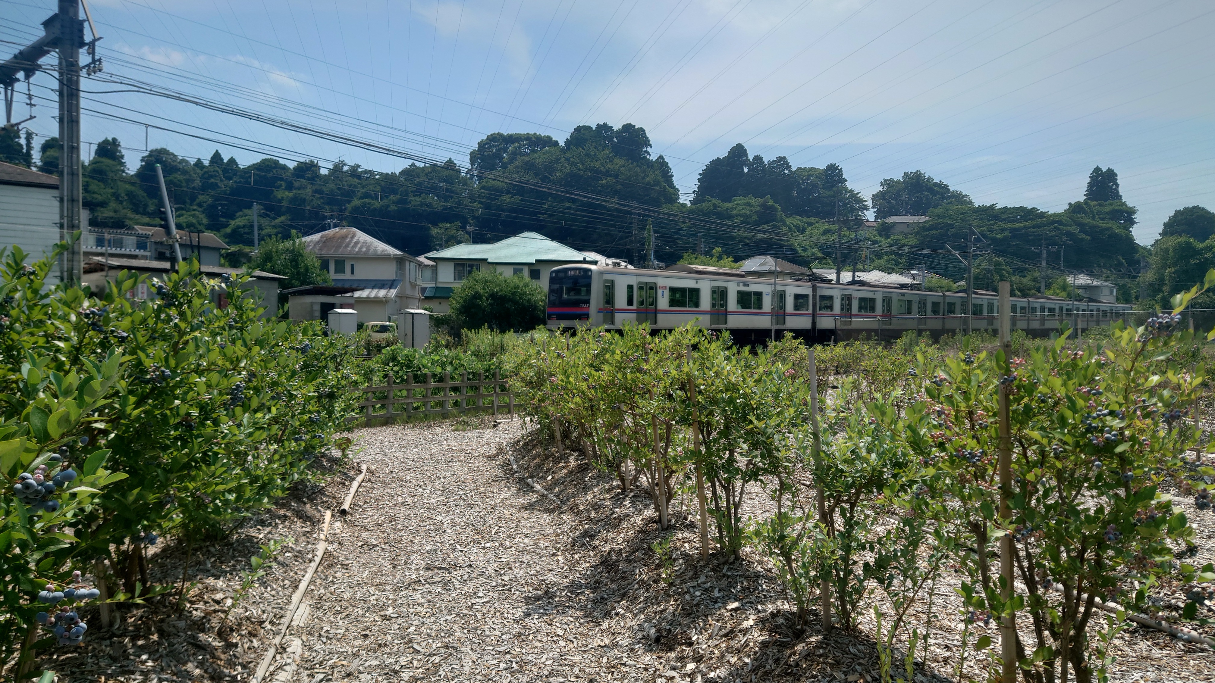 電車が見える線路わきにあるブルーベリー農園「あーみんの森」