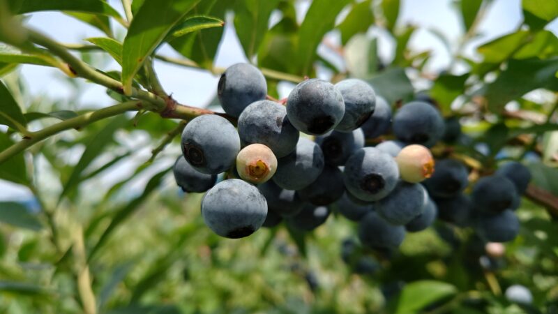 千葉県冨里ブルーベリーファームモッキ、大粒のブルーベリー