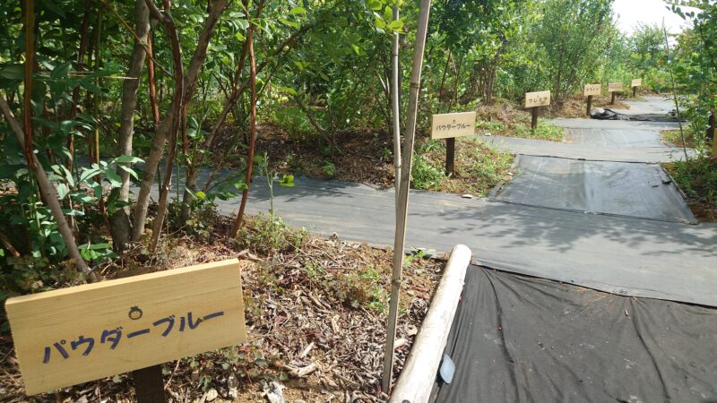 藤崎ブルーベリーファーム、それぞれの株に名前が表示されている