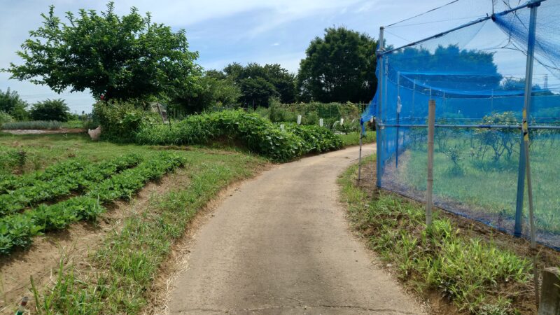 藤崎ブルーベリーファームの受付場所からブルーベリー畑までの農道