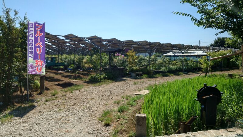 千葉八街ブルーベリー「春夫観光農園」のソーラーシェアリング