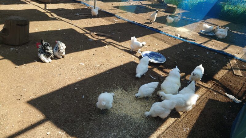 千葉八街ブルーべり狩り「春夫観光農園」の烏骨鶏やチャボが暮らす鶏舎
