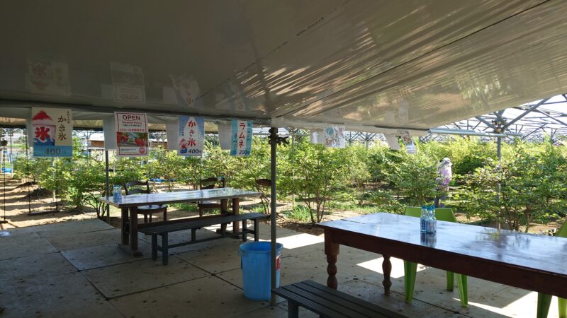 千葉ブルーベリー狩り「春夫観光農園」の屋根付き休憩所
